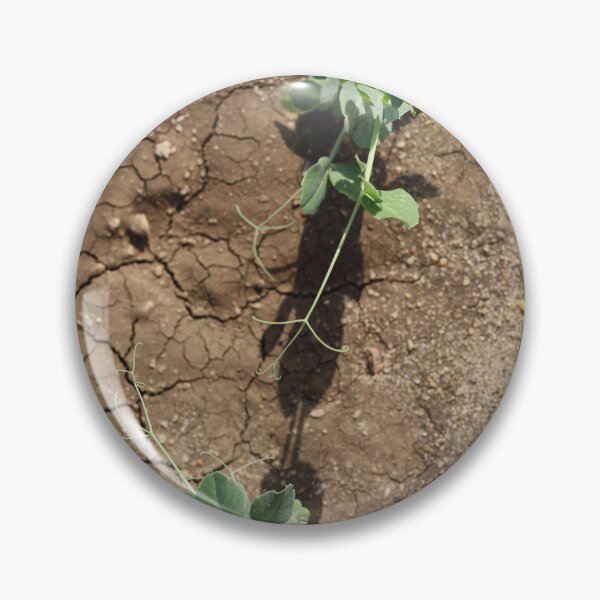 Item preview, Pea Plant Reaching for the Sun designed and sold by nagyphotography.