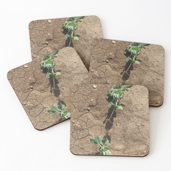 Item preview, Pea Plant Reaching for the Sun designed and sold by nagyphotography.