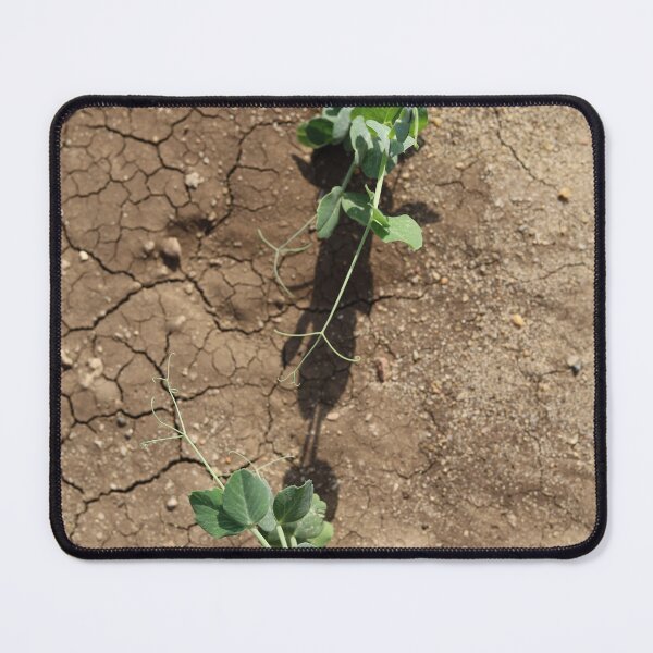 Item preview, Pea Plant Reaching for the Sun designed and sold by nagyphotography.