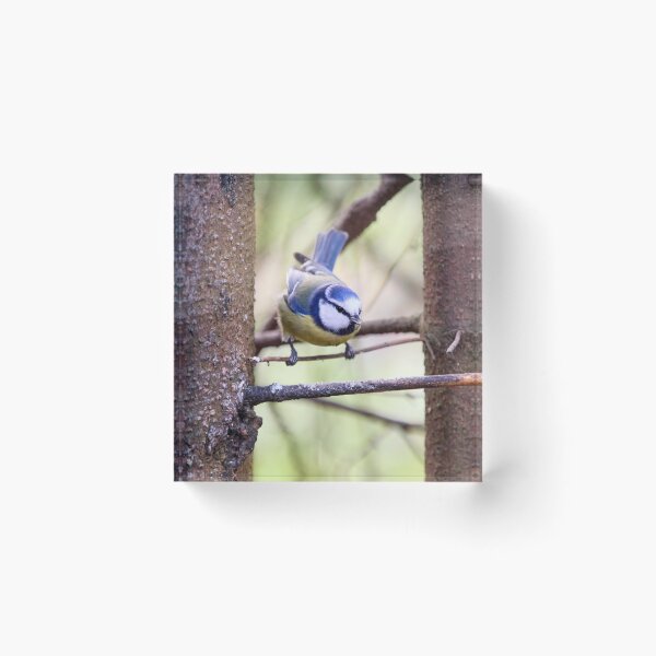 Item preview, In between. Eurasian blue tit designed and sold by Jouko Lehto Photography.