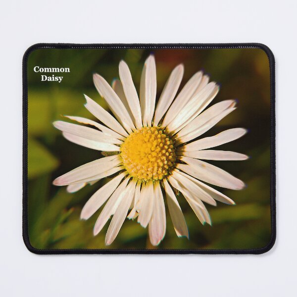 Item preview, Common Daisy, Evesham, Worcestershire designed and sold by RJKYTE1970.