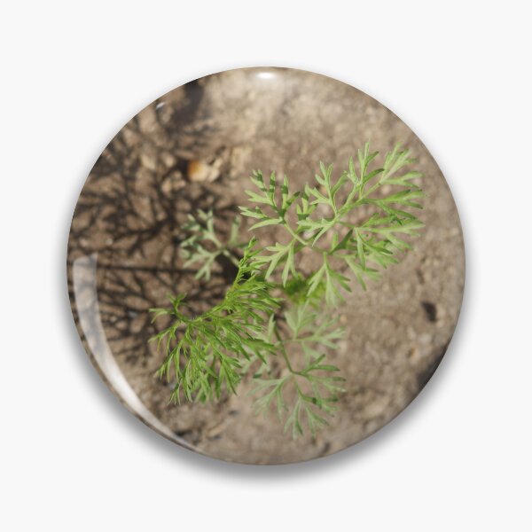 Item preview, Sunlit Carrot Seedling designed and sold by nagyphotography.