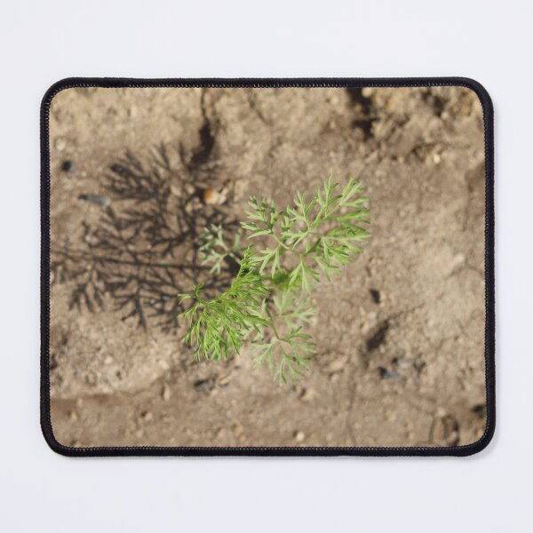 Item preview, Sunlit Carrot Seedling designed and sold by nagyphotography.