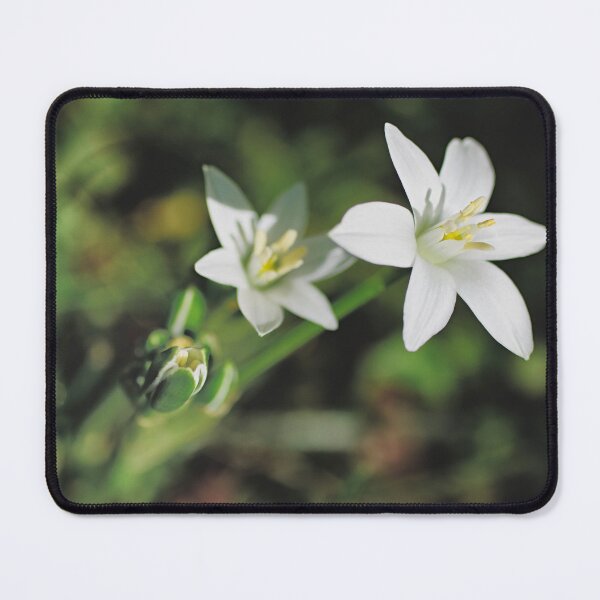 Item preview, Garden Star of Bethlehem designed and sold by Kasia Design.