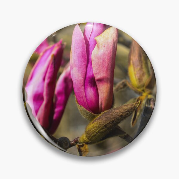 Artikelvorschau, Magnolien im Frühling (Pink Magnolia Blossoms in Soft Spring Ligth entworfen und verkauft von Isar1.
