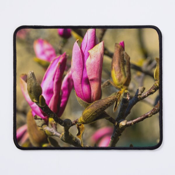 Artikelvorschau, Magnolien im Frühling (Pink Magnolia Blossoms in Soft Spring Ligth entworfen und verkauft von Isar1.