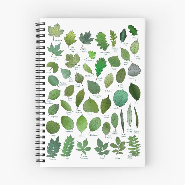 Item preview, Leaves of British Trees (untitled version) designed and sold by CanopyRobin.