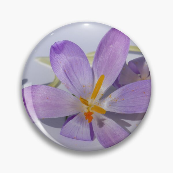 Artikelvorschau, minimalist purple crocus flowers on white background entworfen und verkauft von Isar1.