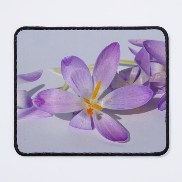 Item preview, minimalist purple crocus flowers on white background designed and sold by Isar1.