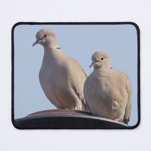 Item preview, Collared Dove designed and sold by LaurenTucker.