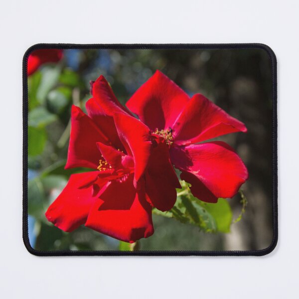 Item preview, Rosso passione designed and sold by Sestriere.