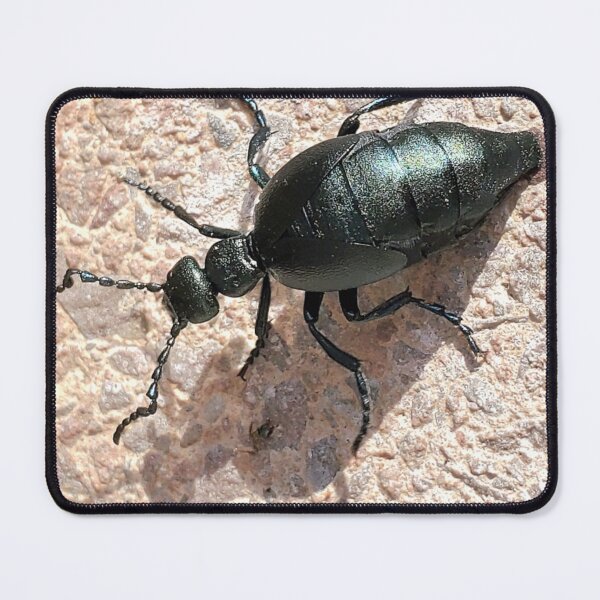 Item preview, Oil beetle (Meloe impressus) designed and sold by missmoneypenny.