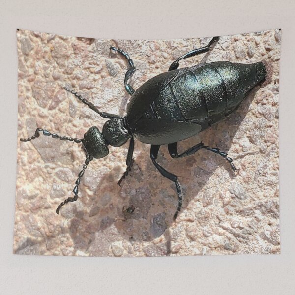 Item preview, Oil beetle (Meloe impressus) designed and sold by missmoneypenny.