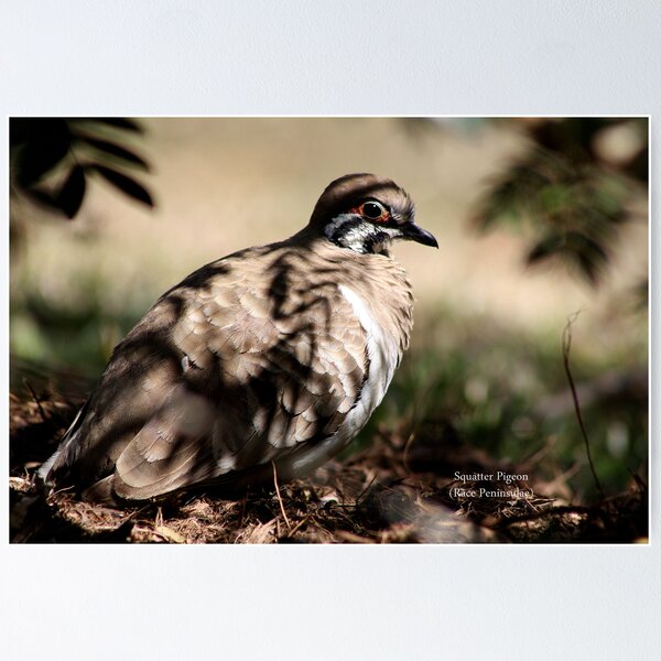 Item preview, A Squatter pigeon designed and sold by robmac.