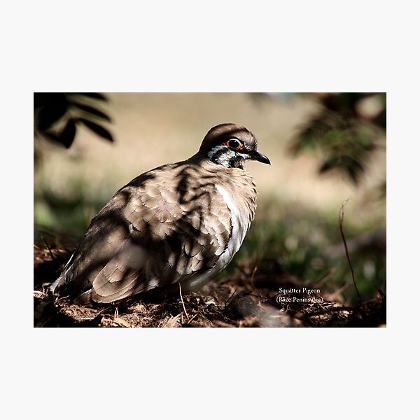 Item preview, A Squatter pigeon designed and sold by robmac.