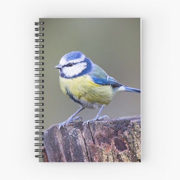 Item preview, Blue Tit on a Tree Stump designed and sold by Martin Stokes Photography.