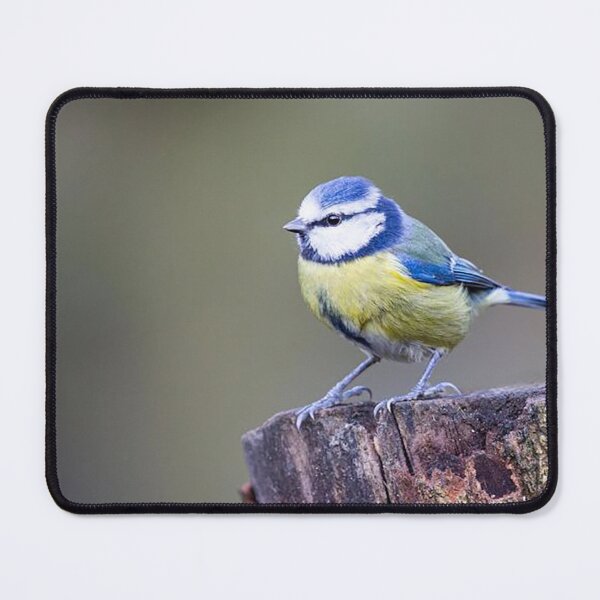 Item preview, Blue Tit on a Tree Stump designed and sold by Martin Stokes Photography.