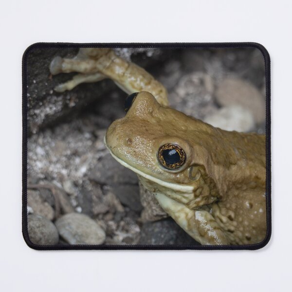 Item preview, Golden Tree Frog Close-Up – Exotic Wildlife Macro designed and sold by WildFrameNature.