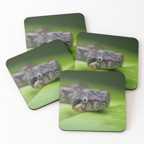 Item preview, Snake Close-Up on Leaf – Exotic Reptile Macro designed and sold by WildFrameNature.