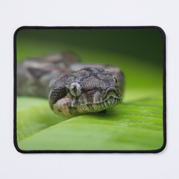 Item preview, Snake Close-Up on Leaf – Exotic Reptile Macro designed and sold by WildFrameNature.