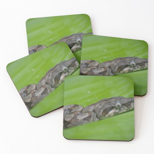 Item preview, Snake Resting on Leaf – Exotic Jungle Reptile Photography designed and sold by WildFrameNature.