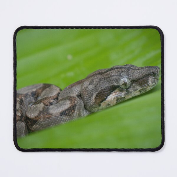 Item preview, Snake Resting on Leaf – Exotic Jungle Reptile Photography designed and sold by WildFrameNature.