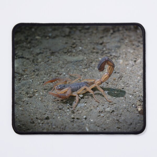 Item preview, Scorpion on Ground – Dangerous Wildlife Macro Photography designed and sold by WildFrameNature.