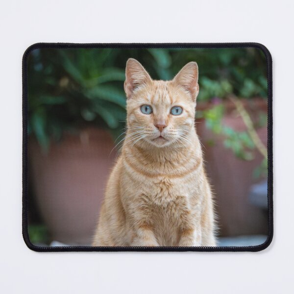 Item preview, Ginger Cat Portrait – Blue Eyes Cute Orange Cat Photography designed and sold by WildFrameNature.