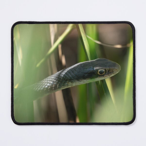 Item preview, Snake in the Grass – Minimal Wildlife Close-Up Photography designed and sold by WildFrameNature.