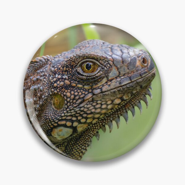 Item preview, Iguana Close-Up – Detailed Reptile Portrait in Nature designed and sold by WildFrameNature.