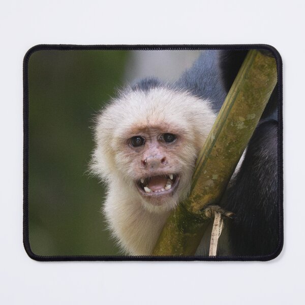 Item preview, Funny Capuchin Monkey – Expressive Wildlife Portrait Costa Rica designed and sold by WildFrameNature.