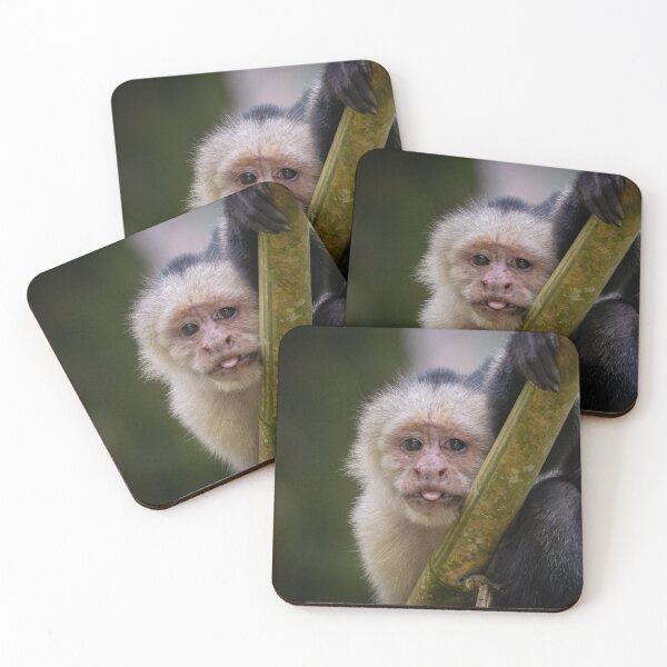 Item preview, Funny Monkey Face – Cute Capuchin with Tongue Out designed and sold by WildFrameNature.