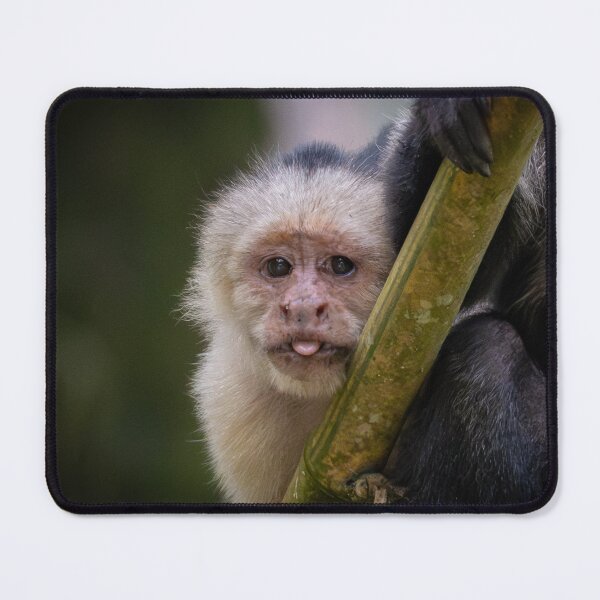 Item preview, Funny Monkey Face – Cute Capuchin with Tongue Out designed and sold by WildFrameNature.