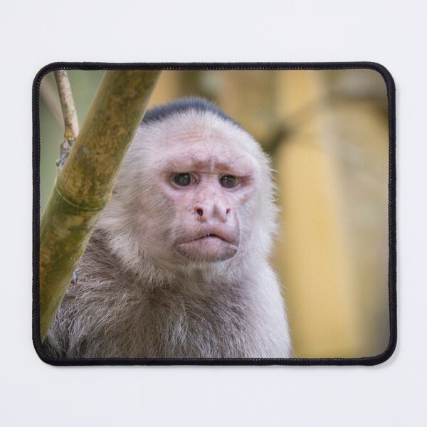 Item preview, Grumpy Capuchin Monkey Portrait – Thoughtful Wildlife designed and sold by WildFrameNature.