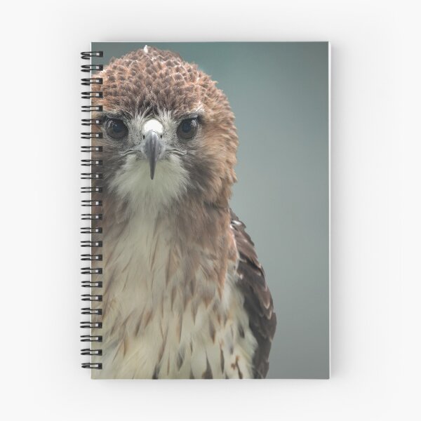 Item preview, Red tailed hawk designed and sold by Rinoxxx.