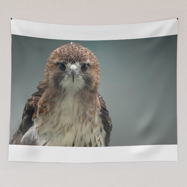 Item preview, Red tailed hawk designed and sold by Rinoxxx.