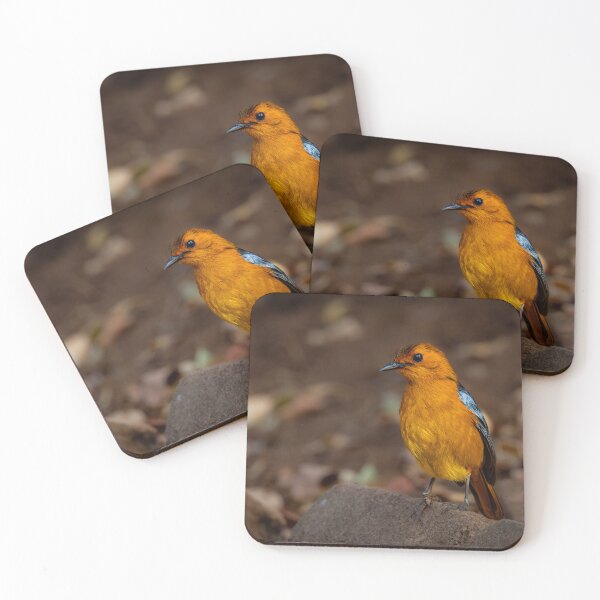 Item preview, Cape Robin-chat - Glowing Orange African Bird Portrait Photography, Kruger National Park designed and sold by Johnathan Robinson Photography.
