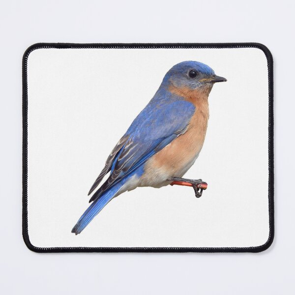 Item preview, Eastern Bluebird designed and sold by kyra0nicole.