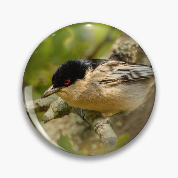 Item preview, Black-backed Puffback - Red Eye African Bird Portrait Photography, Kruger National Park designed and sold by Johnathan Robinson Photography.