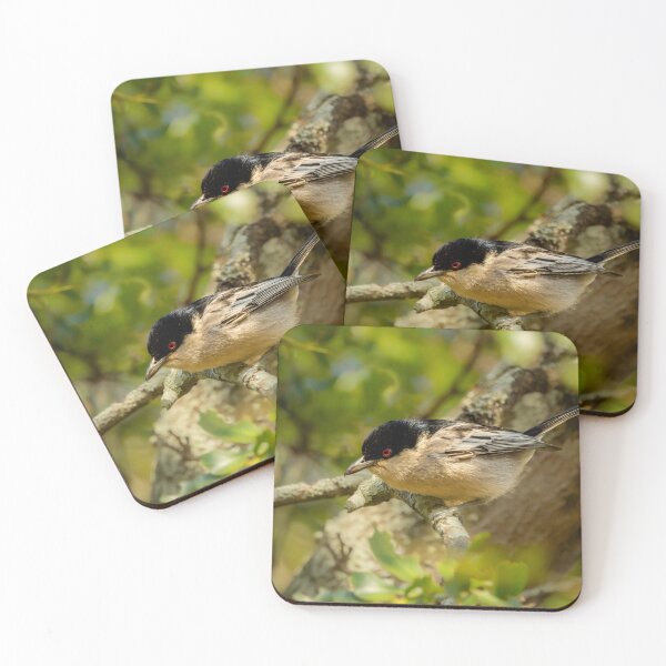 Item preview, Black-backed Puffback - Red Eye African Bird Portrait Photography, Kruger National Park designed and sold by Johnathan Robinson Photography.
