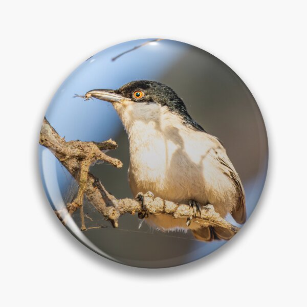 Item preview, Black-backed Puffback with Prey - African Bird Behaviour Photography, Kruger National Park designed and sold by Johnathan Robinson Photography.