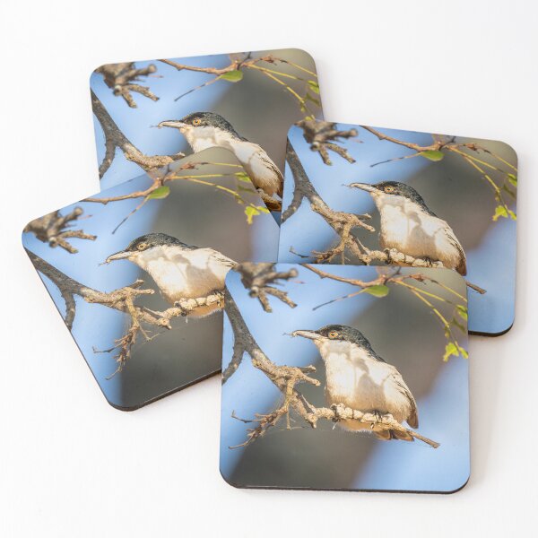 Item preview, Black-backed Puffback with Prey - African Bird Behaviour Photography, Kruger National Park designed and sold by Johnathan Robinson Photography.