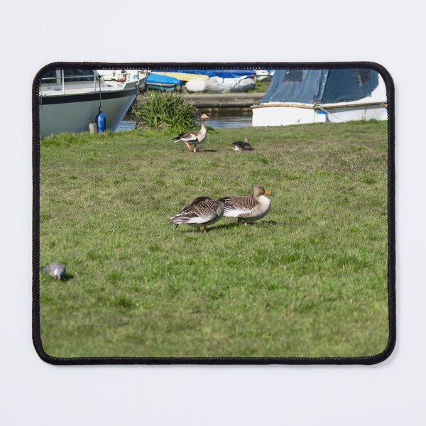 Item preview, Greylag geese on the river bank designed and sold by yackers1.