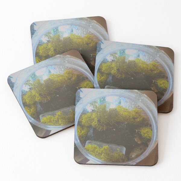 Item preview, MOSS designed and sold by Lolly's Little Lovelies.