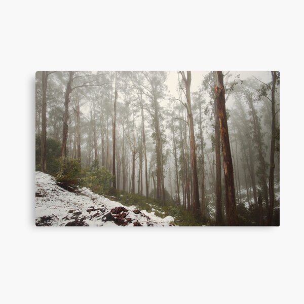 The Woods Canvas Print