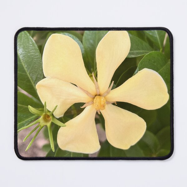 Item preview, Soft Yellow Australian Native Frangipani Natural Garden Floral designed and sold by Be Captured by Brittany Emma.