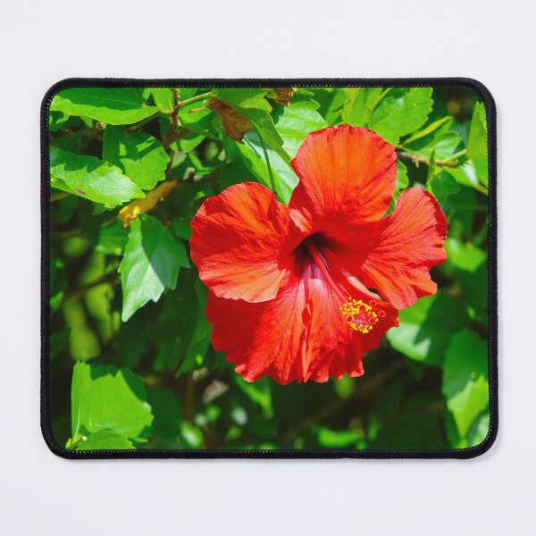 Item preview, Red Hibiscus designed and sold by S-V-Photography.