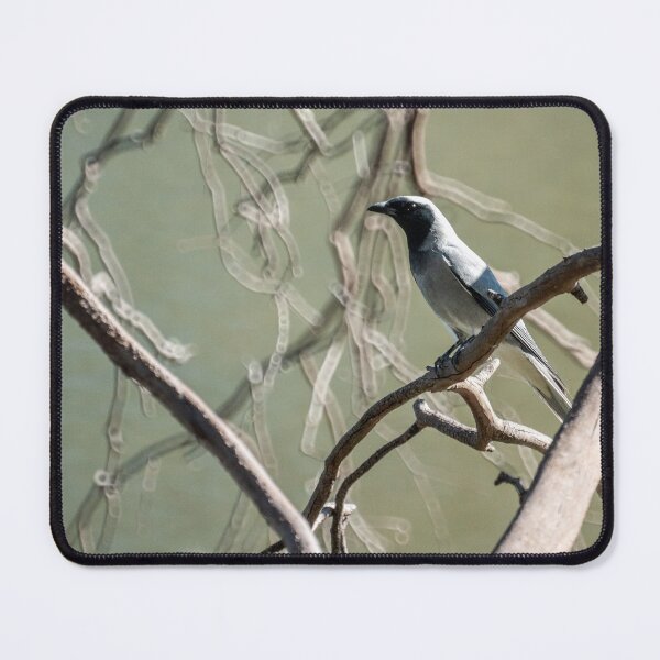 Item preview, Black Faced Cuckoo-shrike designed and sold by D-GaP.