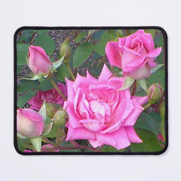 Item preview, Pastel Pink Roses ~  designed and sold by Jeanine King.