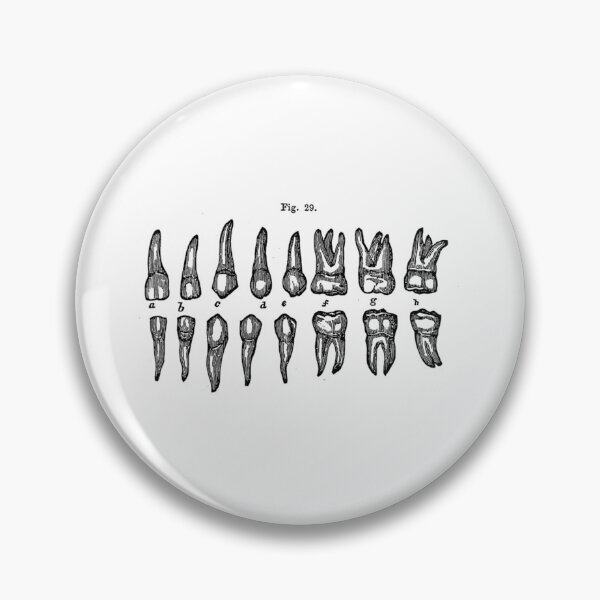 Item preview, Vintage 1850 Anatomy Of Teeth Diagram designed and sold by xtcghsyrpx48.